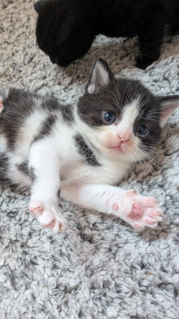 6 beautiful British shorthair cross