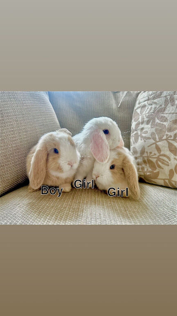 Mini lop baby bunnies