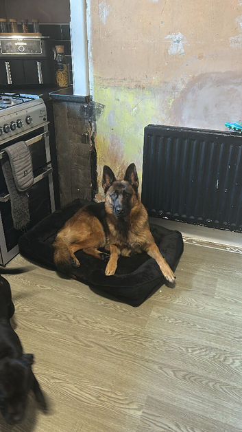 German shepherd