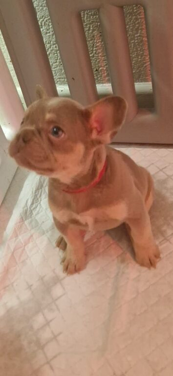 French bulldog lilac puppies