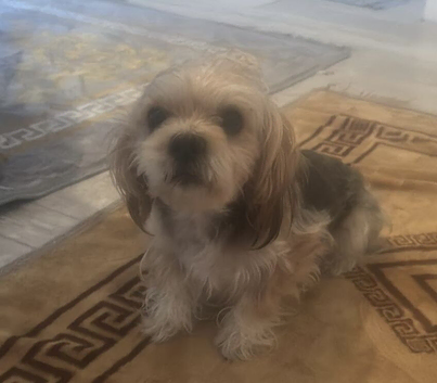Dog for sale