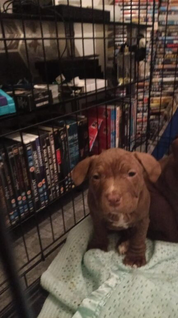 2 female puppies corso cross