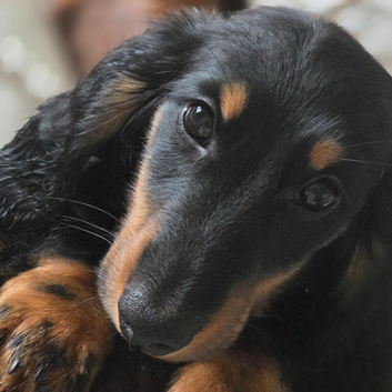 Longhaired Dachshund