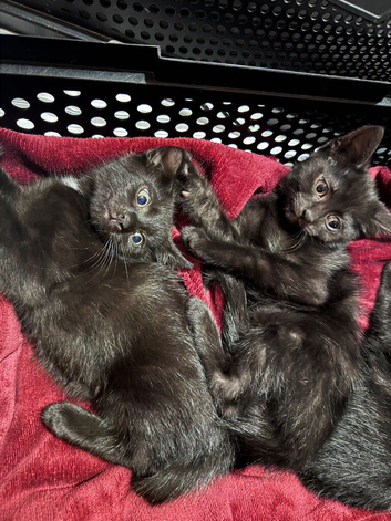 Gorgeous kittens