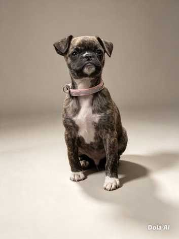 Moose the chug