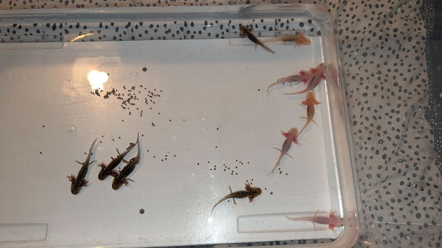 Mixed Axolotl Babies