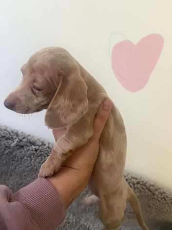 Stunning mixed litter miniature Dachshunds