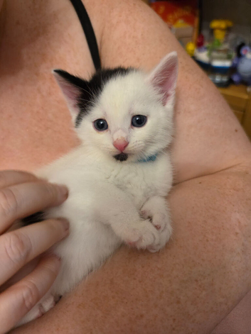 Turkish van mix breed kittens
