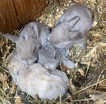 Mini lops ( Est since 2014 )