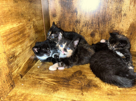 Kittens ready for new homes