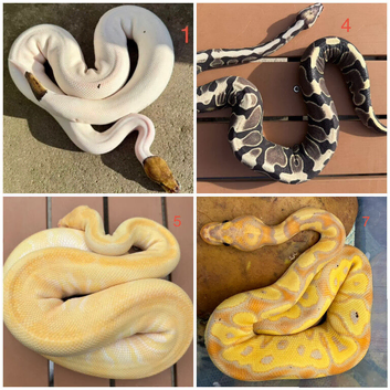 Royal pythons snakes for sale