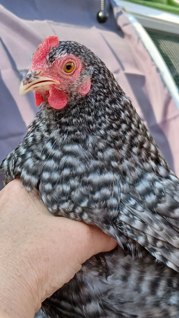 2 x pekin hens ready now