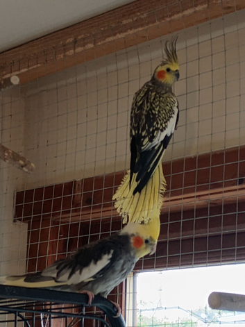 Beautiful cockatiel pair