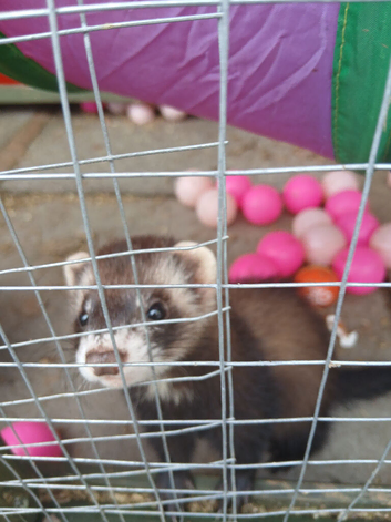Polecat  ferret jill kit