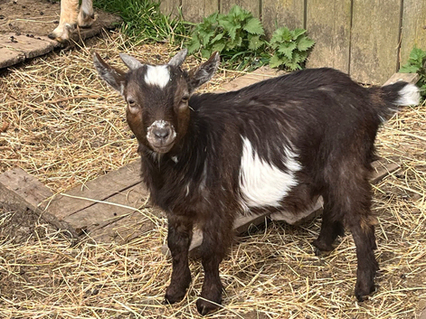 Pygmy goat wethers