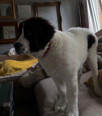 Newfoundland landseer type