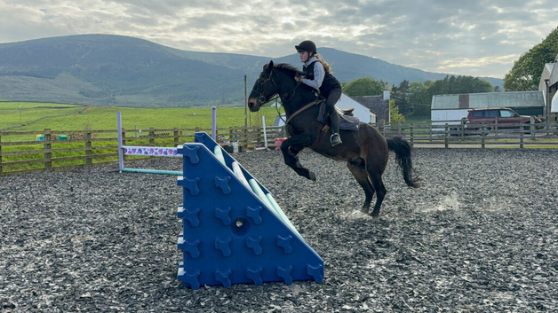 14.1 hh con gelding