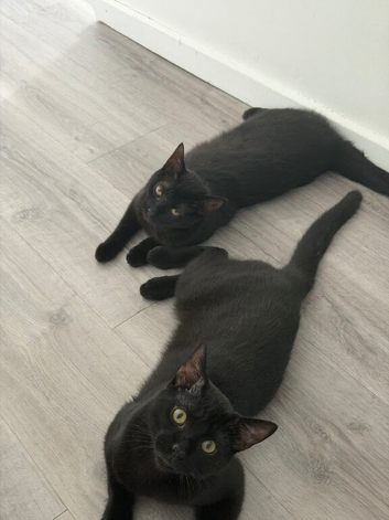 Two beautiful cats mixed tabby and bengal