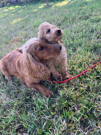 1 adorable boy Cockapoo