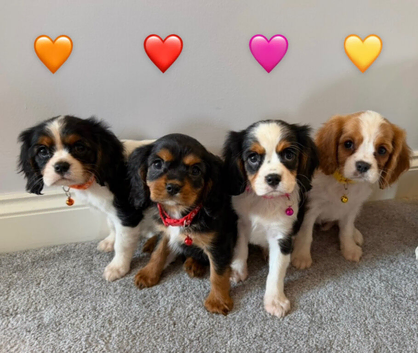 Beautiful health tested cavalier King Charles
