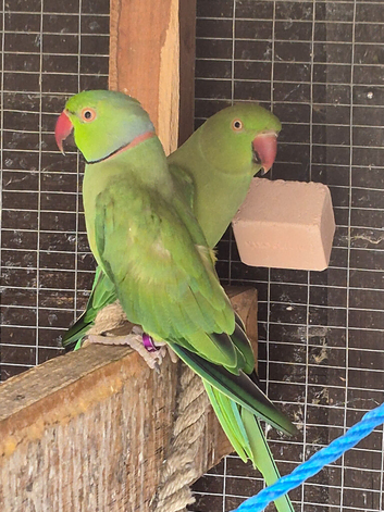 Breeding pair of ring necks