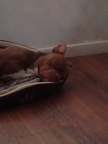 Staffordshire bull terrier x