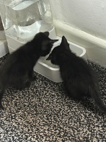 6 weeks tabby kittens for sale