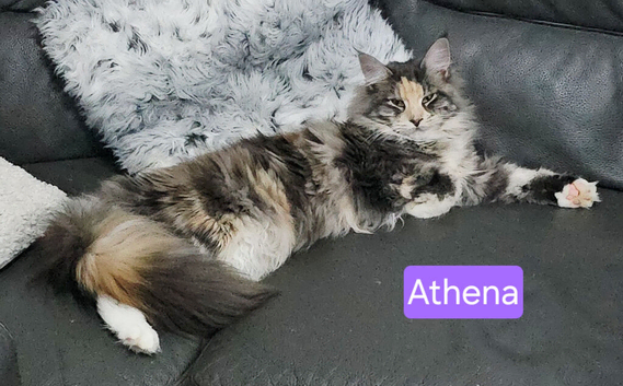 Proven mainecoon