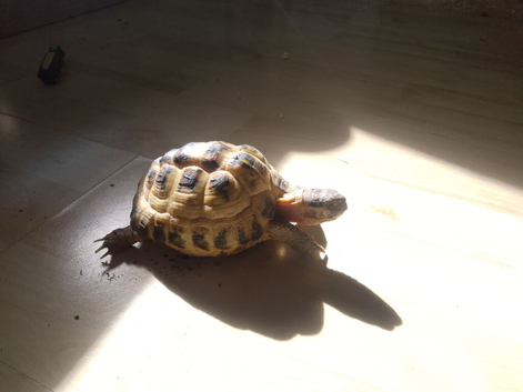 Single ~4.5 year old Female Horsfield Tortoise