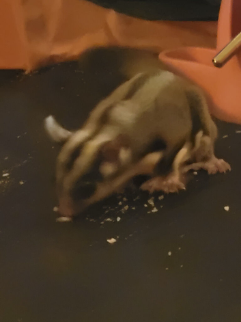 Rare White Face Blonde Sugar Glider 6 Months Old Male