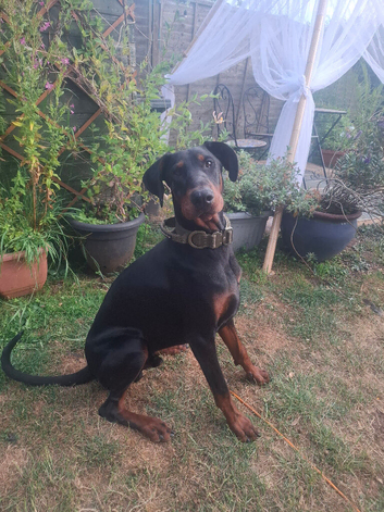 great natured young Dobermann