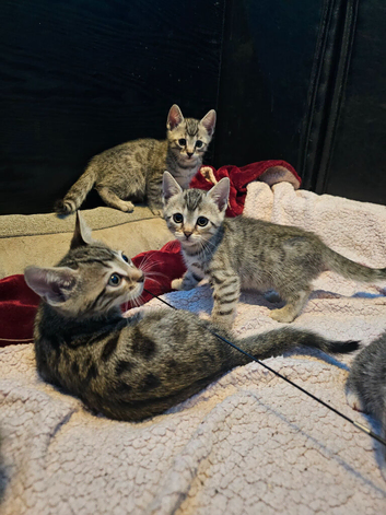 Only 2 gorgeous boys left...