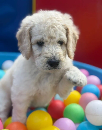 Beautiful Multi-Generational Goldendoodle Puppies &ndash; Boys & Girls Available