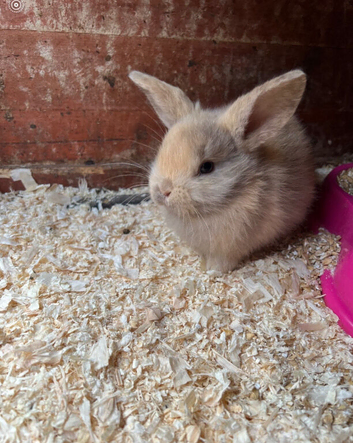 BABY MINI LOPS RABBITS