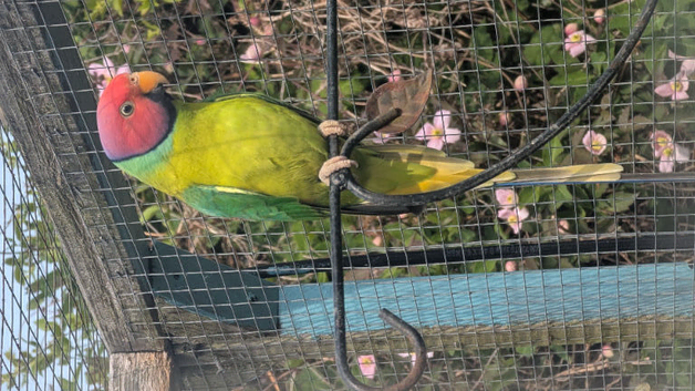 Plum head parakeet pair