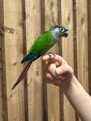 Green cheek conure