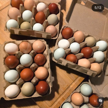Buff Orpington cross Hatching Eggs