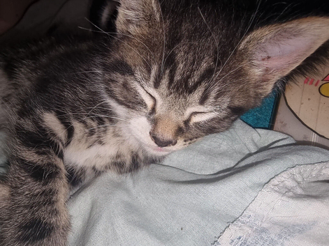 american short hairx kittens soon ready