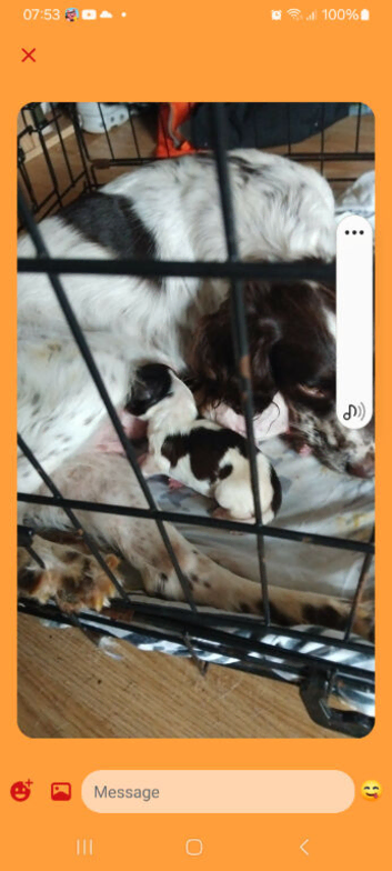 Springer pups