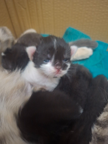 Kittens for new homes