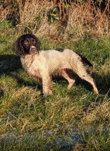 Kc reg pups
