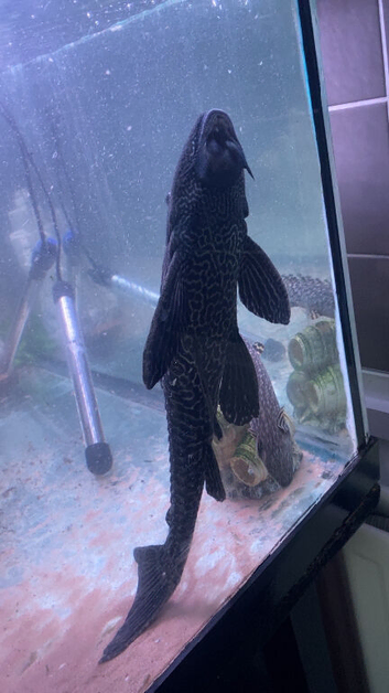 Xl plec