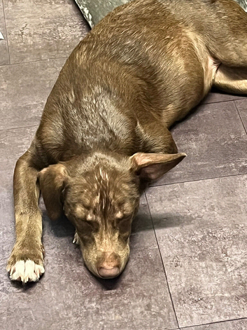 6month old puppy staff