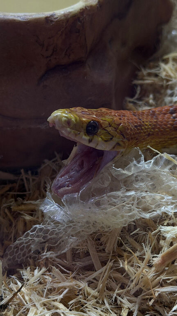 Corn Snake With Vivarium