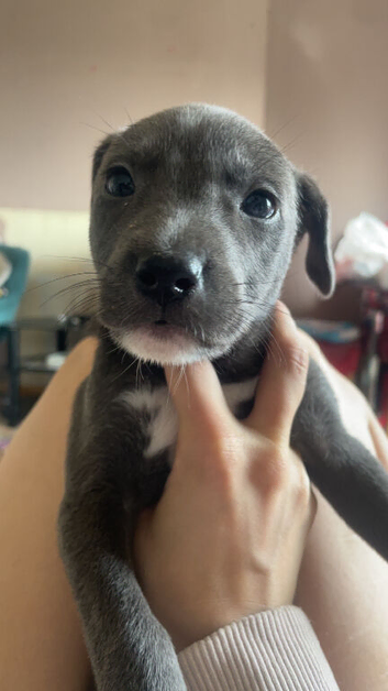 4 8 week old puppy&rsquo;s for sale