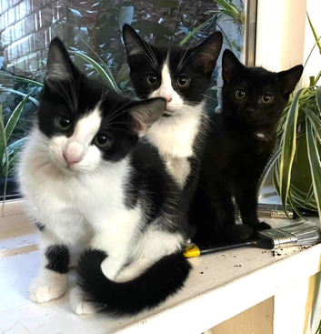 Two boy/girl mixed breed kittens