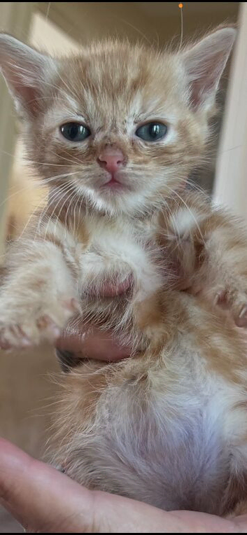 4 adorable  ginger boy kittens available..have beautiful markings