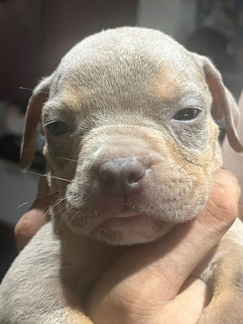 English x American bulldog pups