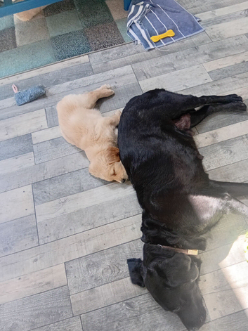 7 week old Labrador pups for sale