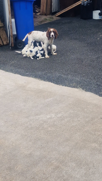 3 SPRINGER PUPS left READY TO GO